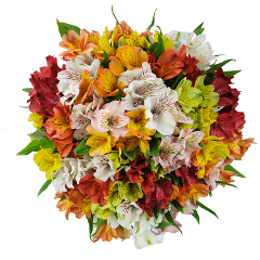 Alstroemeria Assorted Sel