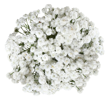 Achillea White Hit Double Bloom 60 Cm