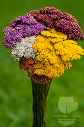 Achillea Assorted Mix Select