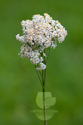Achillea White Mix Select