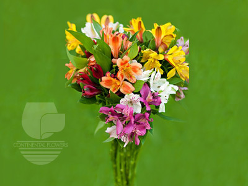 Alstroemeria Assorted Mix Fancy