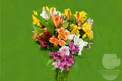 Alstroemeria Assorted Mix Fancy