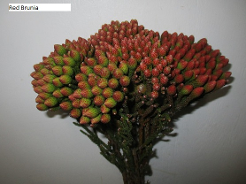 African Red Brunia 40 cm