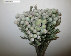 African Silver Brunia 50 cm