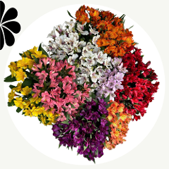 Alstroemeria Assorted Supreme 85cm