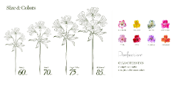Alstroemeria Perfection Assorted 85 cm