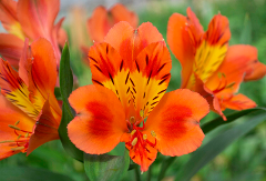 Alstroemeria Orange Queen Select
