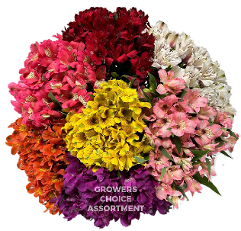 Alstroemeria Asst Fancy