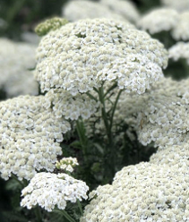 Achillea White 60-65cm