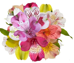 Alstroemeria Assorted Select