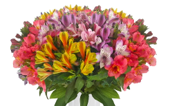 Alstroemeria Assorted Assorted 60