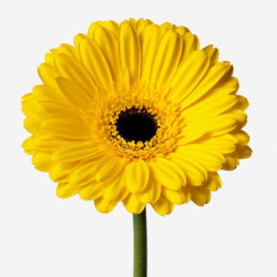 Achillea Yellow Yellow 50 50
