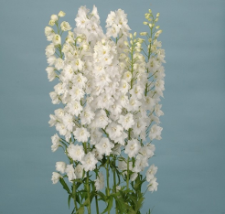 Achillea White Belladona White 10st 80