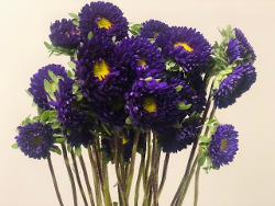 Aster Purple 12 Bu/bx Matsumoto 60cm
