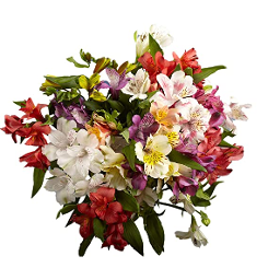 Alstroemeria Assorted Select
