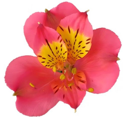 Alstroemeria Hot Pink Alstro Select Bordeaux Se