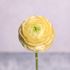 Ranunculus Cream Amandine 40CM