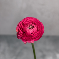 Ranunculus Hot Pink Amandine 30CM