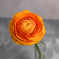 Ranunculus Orange Amandine 35CM