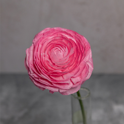 Ranunculus Pink Amandine 35CM