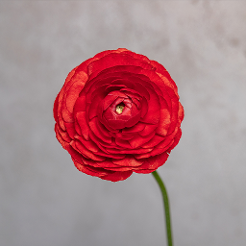 Ranunculus Red Amandine 35CM